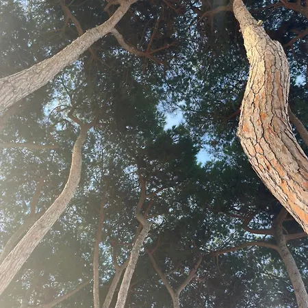 Apartment Bouganville Casa Ambiente Climatizzato Con Wi Fi