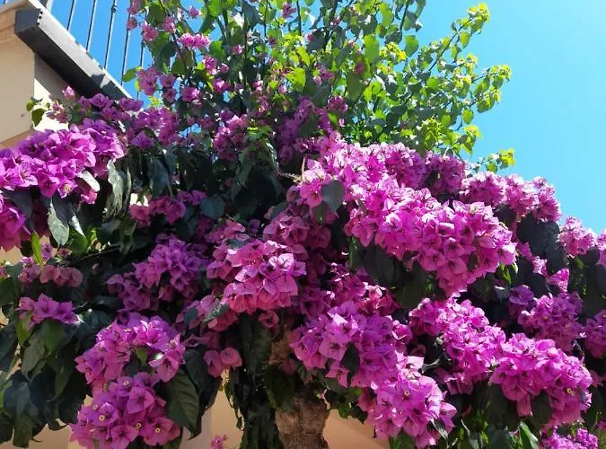 Bouganville Casa Ambiente Climatizzato Con Wi Fi Appartement